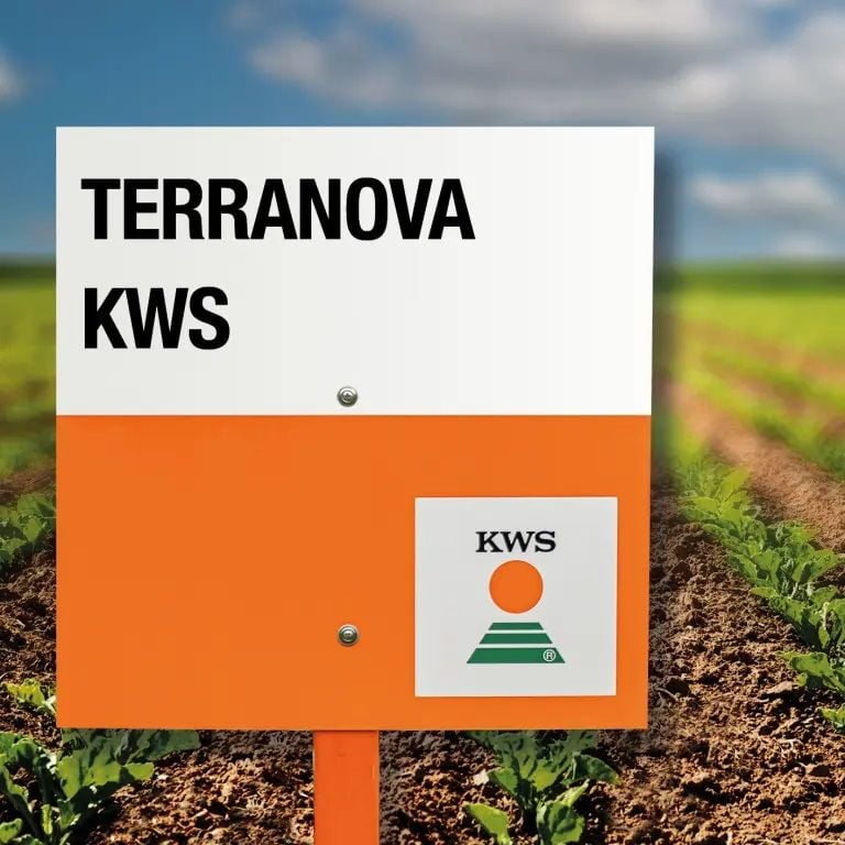 KWS Şeker Pancarı Tohumu Terranova Kaplı Ilaçlı  100 bin Adet