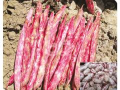 Oturak  Barbunya Tohumu -  Keklik - 1 Kg