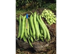 Bakla Tohumu Gölyaka 1 Kg