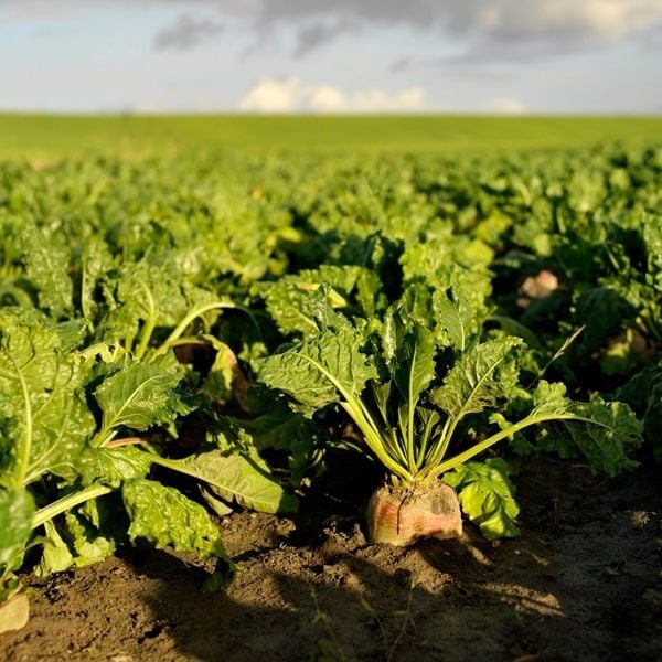 Kaplamalı İsabella Pancar Tohumu