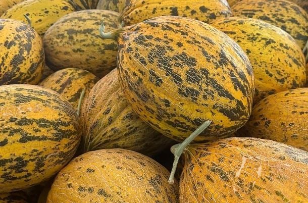 Uzun 589 Kavun  Tohum Kırkağaç  500 gr