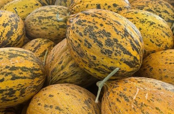 Uzun 589 Kavun  Tohum Kırkağaç  500 gr