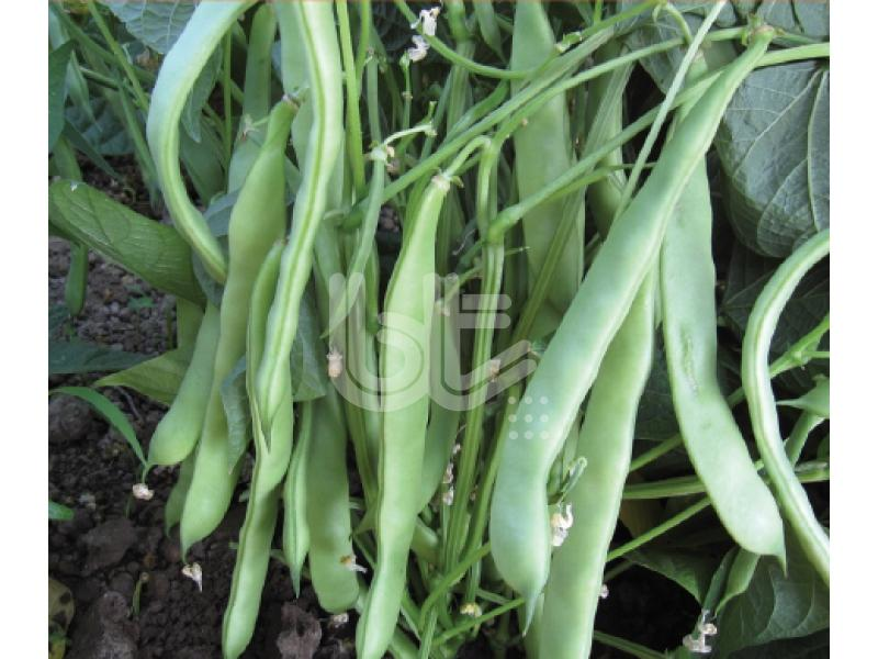 Oturak Fasulye Tohumu Sakız Tip Balkız 1 Kg