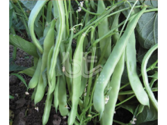 Oturak Fasulye Tohumu Sakız Tip Balkız 1 Kg