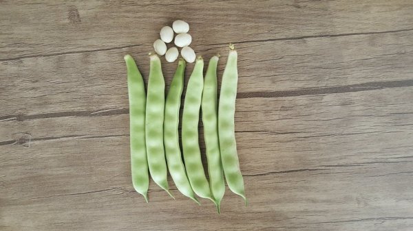 Sırık Fasulye Tohumu Öz Ayşe  2 Kg