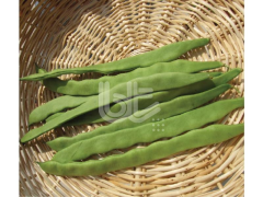 Sırırk Fasulye Tohum (Alman Ayşe 7 )  1 Kg