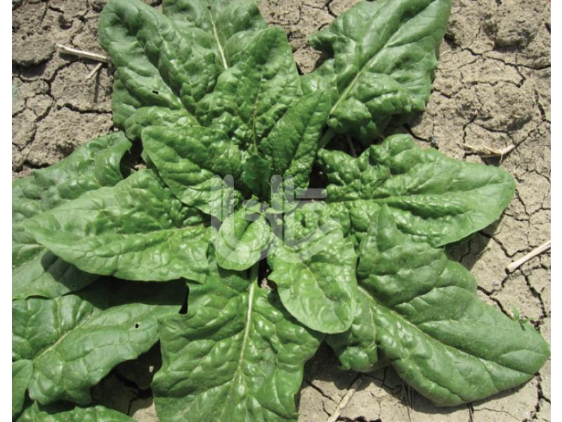 Ispanak Tohumu 10 Gr