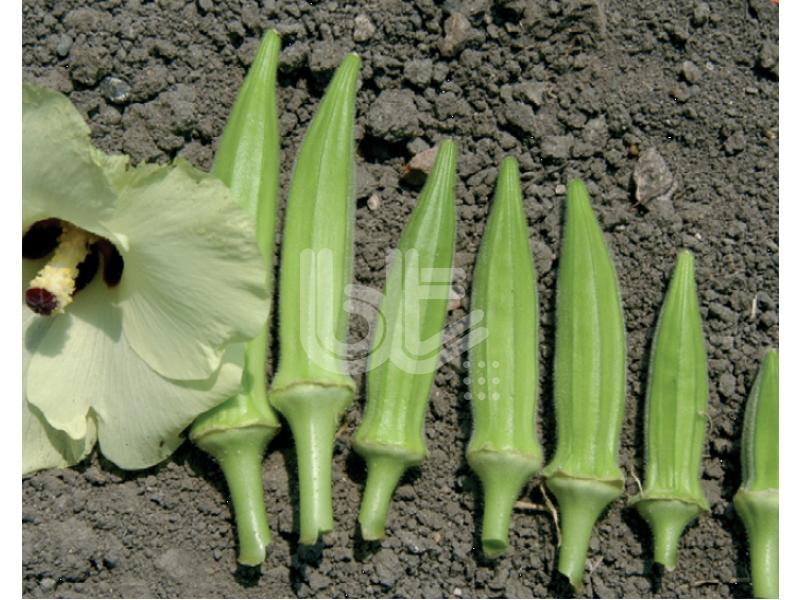 Bamya Tohumu  Yalova Akköy - 25 Gr