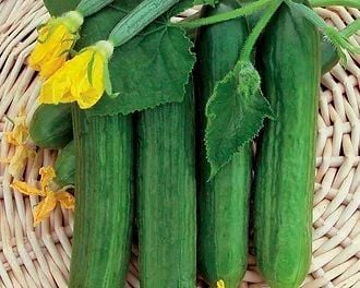 Oturak Hıyar Tohumu Erciyes  F1 – 2.500 Adet