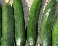 Hıyar Tohumu Alator F1 2500 Çekirdek