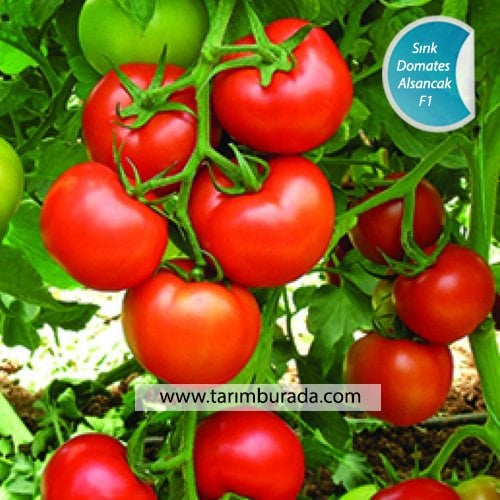 Sırık Domates Tohumu Alsancak RN 1000 Çekirdek