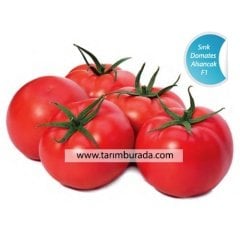 Sırık Domates Tohumu Alsancak RN 1000 Çekirdek