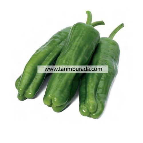 Köy Biber Tohumu Üçburun F1