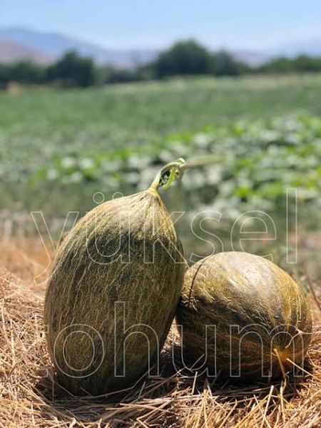 Kavun Tohumu Kallavi F1 Hibrit 1000 Çekirdek