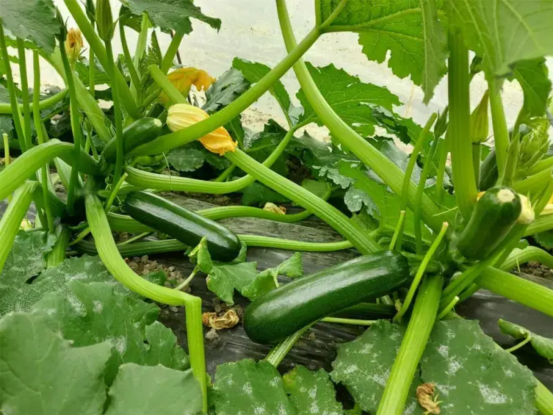 Kabak Tohumu Zifir  Hibrit  F1 500 Adet