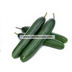 Sera Tekli Hıyar Tohumu Zirve F1- 500 Çekirdek