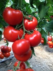 Sırık Domates Tohumu Özkan F1 1000 Çekirdek
