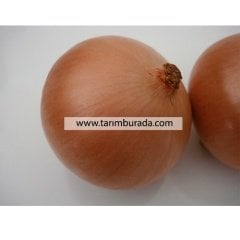 Soğan Tohumu Hektor 500 Gr