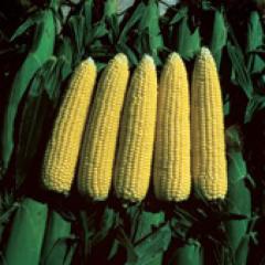 Tatlı Mısır Tohumu  Merit F1  10. 000 Çekirdek