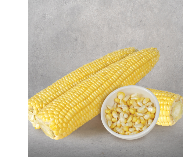 Tatlı Mısır Tohumu  Merit F1  10. 000 Çekirdek