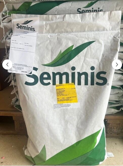 Fasulye Tohumu Oturak Bourgondia - 10 Kg