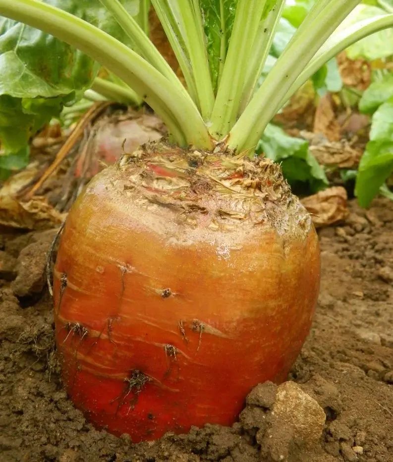 Hayvan Pancar Tohumu 10 Kg