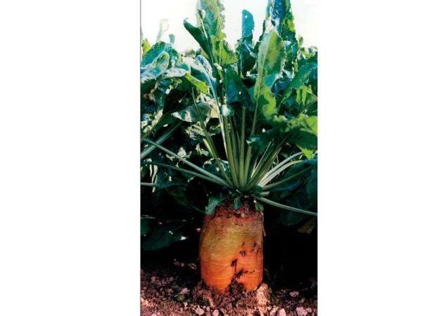 Hayvan Pancar Tohumu 10 Kg