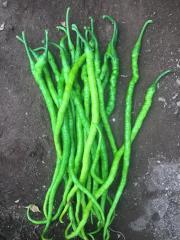 Sümbül 23 Kıl Biber F1 - 30 Adet