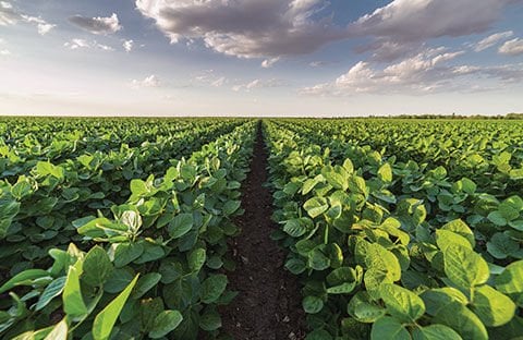 Sılajlık Soya Fasulye Tohumu 25 Kg