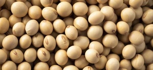 Sılajlık Soya Fasulye Tohumu 25 Kg