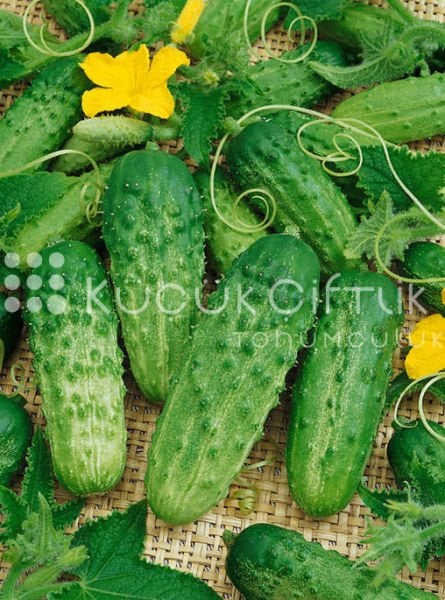 Turşuluk Kornişon Salatalık Tohumu  Çıtırbey   10 Gram