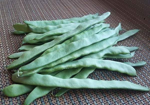 Sırık Fasulye Tohumu  Sofya - 2 Kg