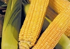 Tatlı Mısır Tohumu Merit F1 - 2 KG