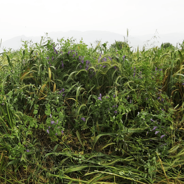 5'li Karışım Yem Bitkisi Tohumu 25 Kg