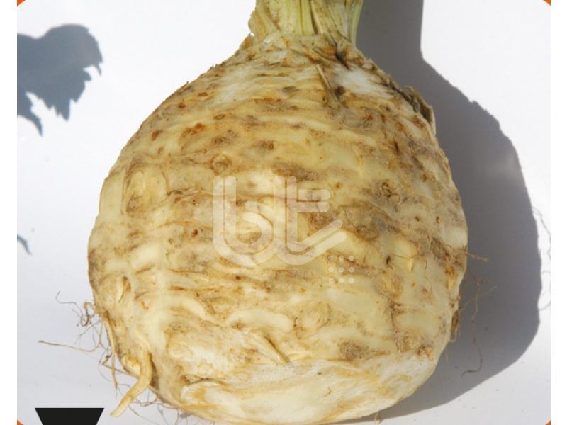 Kök Kereviz Çanakkale 10 gr