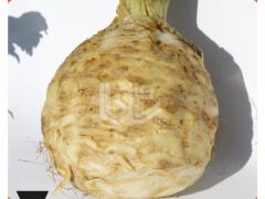 Kök Kereviz Çanakkale 10 gr