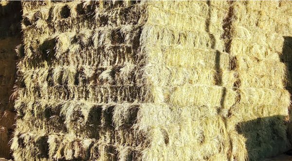 Teff Gras 5 Kg