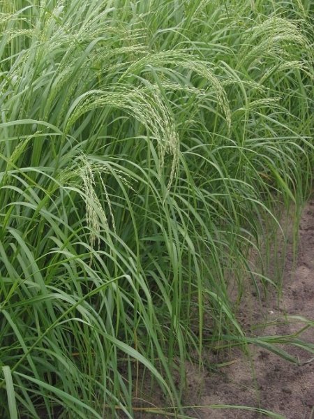 Teff Gras 5 Kg