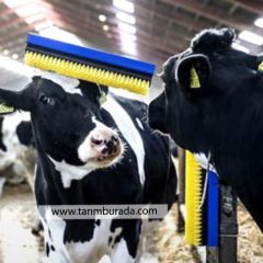 Büyükbaş Kaşıma Fırçası