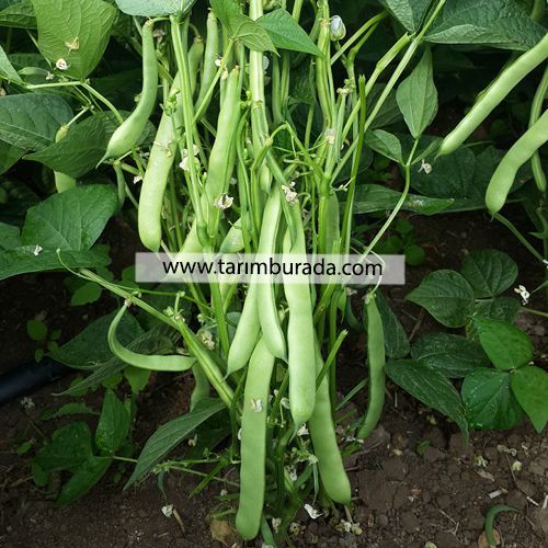 Fasulye Tohumu Barones