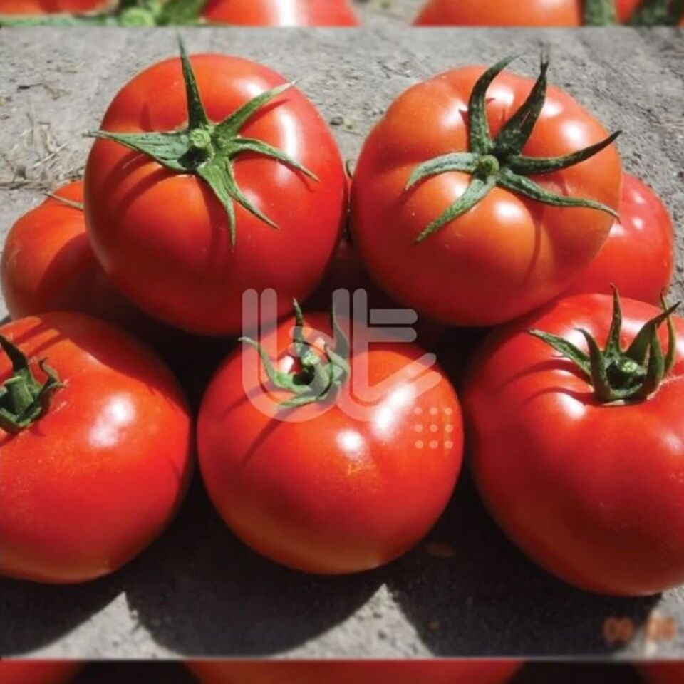 Babacan F1 Oturak Domates Tohumu 1000 Adet