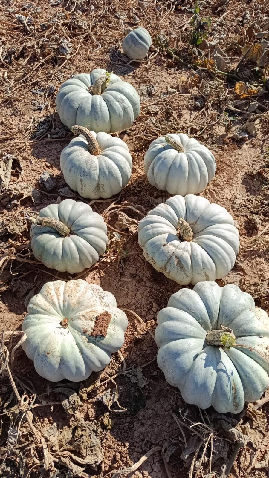 Bal Kabağı Ballıkız 100 Gr