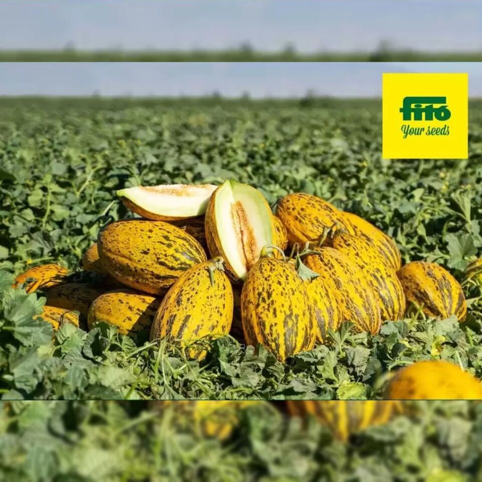 Hermanos F1 Kırkağaç Kavun Tohumu