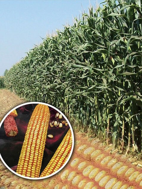 Sılajlık Mısır Tohumu  Colonia 50.000 Çekirdek