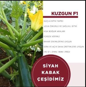 Kuzgun F1 Kabak Tohumu (Siyah) 1000 Adet