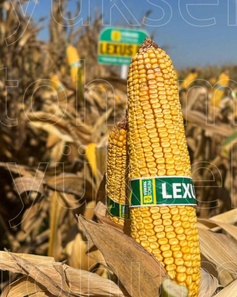 Danelik hibrit Mısır Tohumu  Lexus F1  50.000 Çekirdek