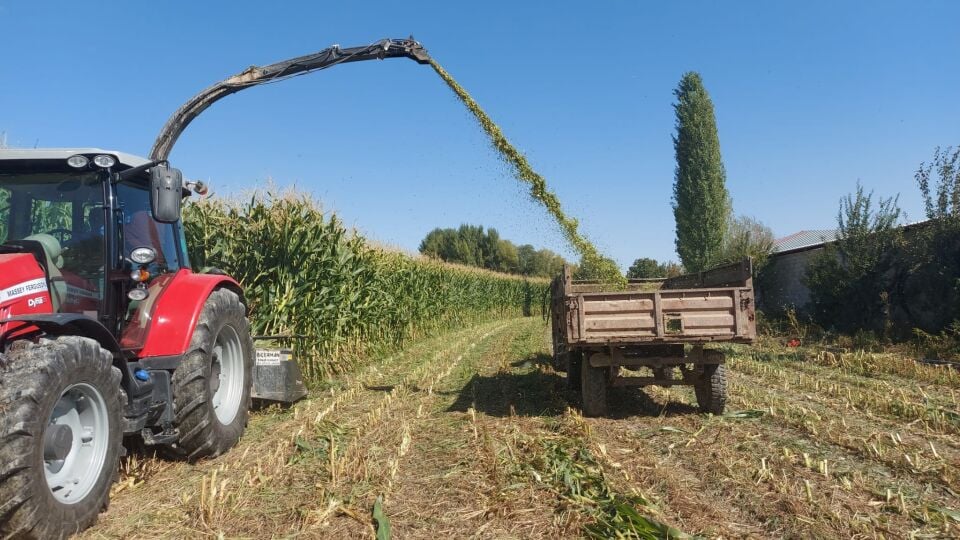 Turkelectus TGF534 Silajlık Mısır Tohumu 50.000 Çekirdek
