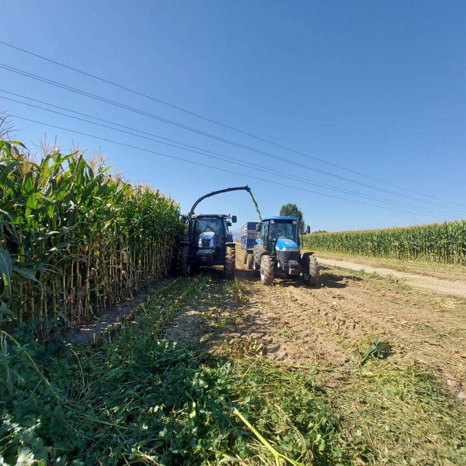 Turkelectus TGF534 Silajlık Mısır Tohumu 50.000 Çekirdek