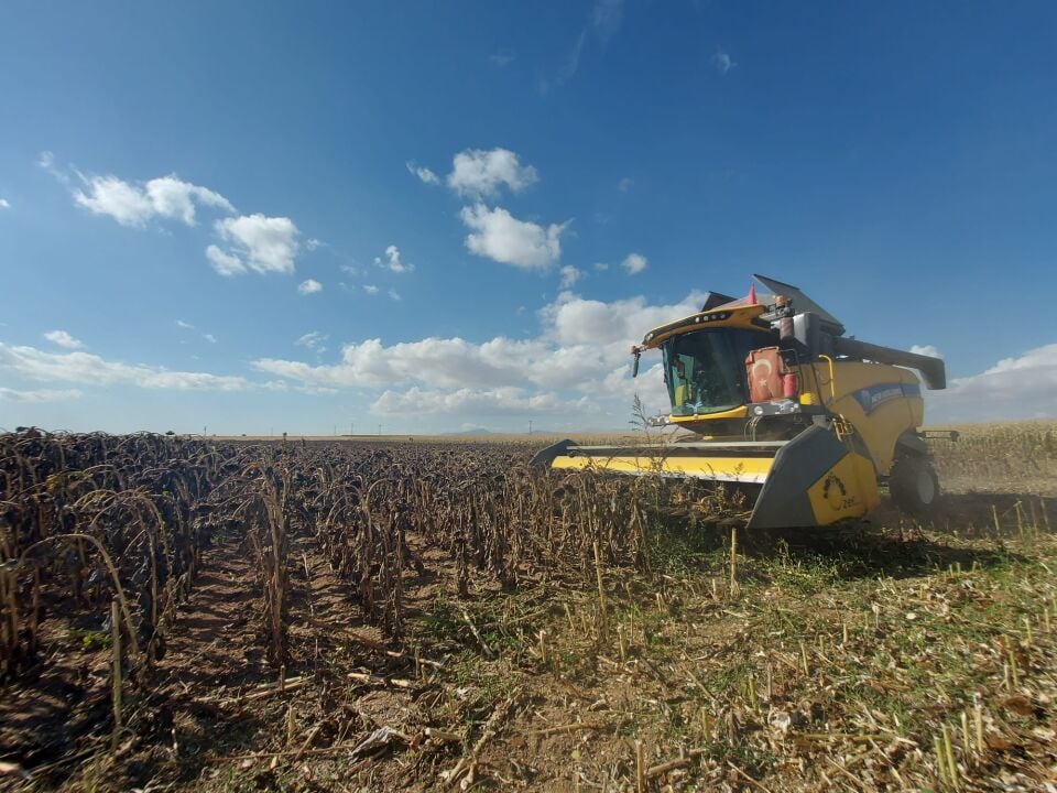 Loki  Hibrit Ayçiçeği Tohumu