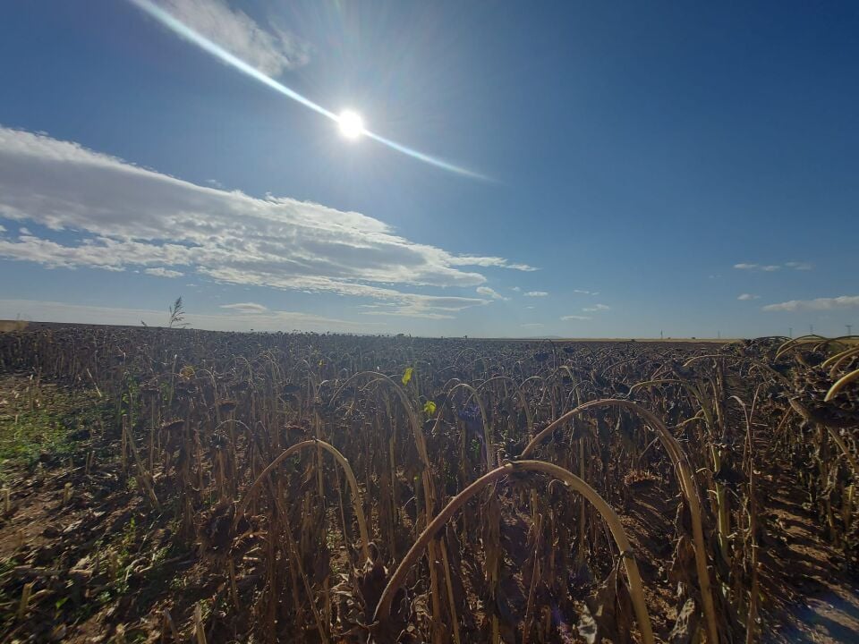 Loki  Hibrit Ayçiçeği Tohumu